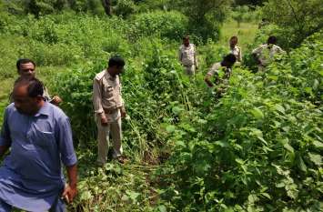 Missing wood investigation started वन विभाग से गायब हो गई 2600 पेड़ों की लकड़ी