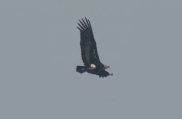 King of birds vulture adorning buffer zone बफर जोन की शोभा बढ़ा रहे पक्षियों का राजा गिद्ध