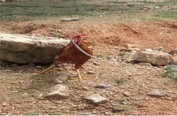 Live snake swallowed cock, people were shocked in Bhilwara जिन्दा सांप को निगल गया मुर्गा, लोग हुए हैरान