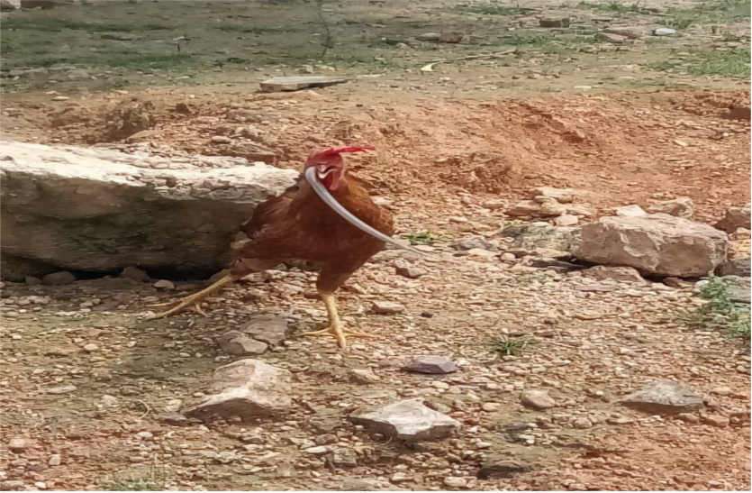 Live snake swallowed cock, people were shocked in Bhilwara जिन्दा सांप को निगल गया मुर्गा, लोग हुए हैरान