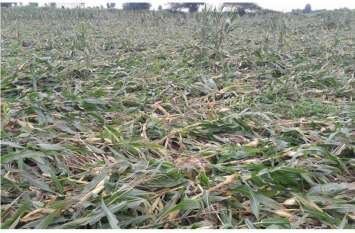 Maize crop destroyed by rain in Bhilwara खेतों में बची खड़ी मक्का की फसलें हुई बरबाद, किसानों को भारी नुकसान