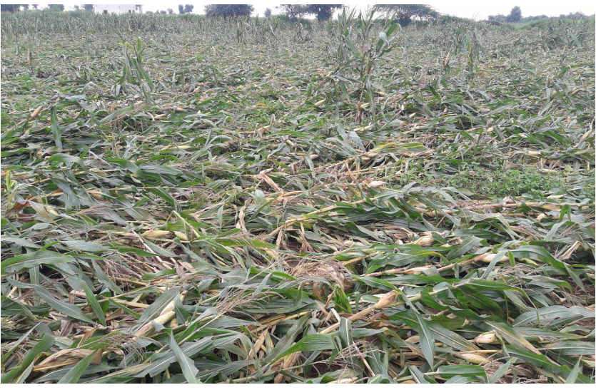 Maize crop destroyed by rain in Bhilwara खेतों में बची खड़ी मक्का की फसलें हुई बरबाद, किसानों को भारी नुकसान