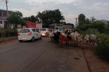 Cattle on the road in bhilwara सड़क पर घूमती मौत, जरा सा चूके तो निगल लेगी जिंदगी, दो जने घायल