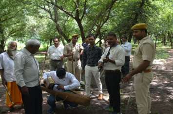 Priests claim Panther seen behind temple, DFO confirms hyena pagmarks पुजारी का दावा मंदिर के पीछे देखा पैंथर, डीएफओ ने की जरख के पगमार्क की पुष्टि