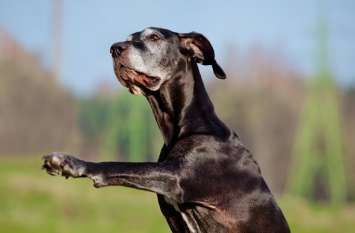 a dog named jippy saved his owner life from fire incident in florida 'जिप्पी' निकला असली हीरो, आग की लपटों कों पार कर ऐसे बचाई घरवालों की जान