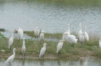 Heron birds gathered in the arrangement of food तालाब के किनारे अपने भोजन की व्यवस्था में जुटे बगुला पक्षी
