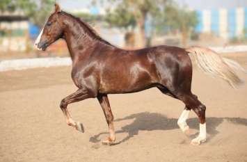horse fair soon in udaipur, riding at dudhtalai लेकसिटी में जल्द भरेगा अश्व मेला, दूध तलाई पर हॉर्स राइडिंग पर विचार