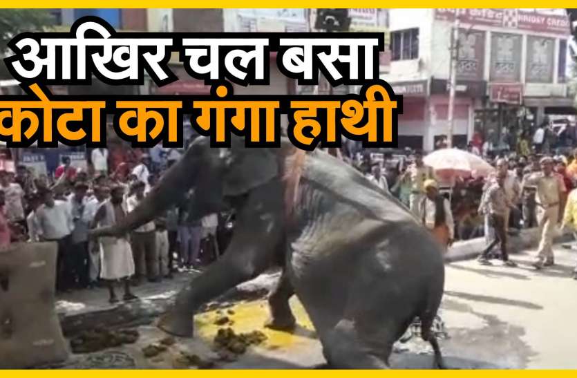 Elephant Death In Kota सड़क पर डेढ़ घंटे संघर्ष करने के बाद...