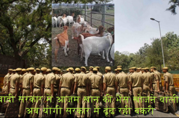 UP Police is searching goat, have experience in Azam's Buffalo case आजम खान की भैसों को खोजने वाली यूपी पुलिस अब इस जिले में खोज रही बकरी!