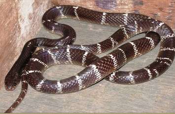 Four poisonous snakes caught at risk in 24 hours जान जोखिम में डाल कर २४ घंटे में पकड़े चार जहरीले सांप