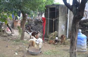 Poop in the forest, goats tied in toilets, condens filled जंगल में कर रहे शौच, शौचालय में बांधी बकरियां, भर दिए कंडे