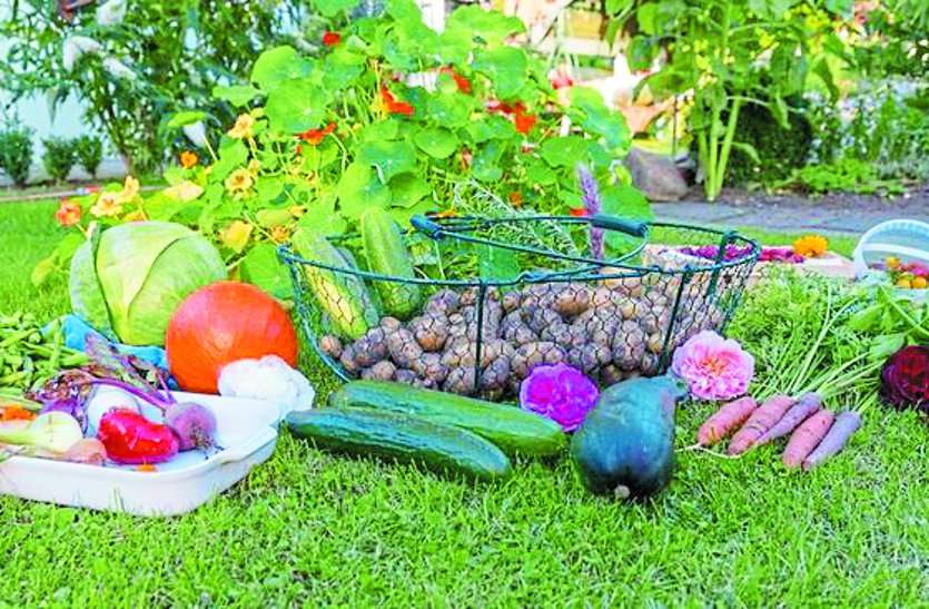vegetables,vegetables Demonetisation,health tips,Winter Health tips,export of Vegetables,preparing vegetables, नाले के किनारे हो रही सब्जी की खेती, खरीदारी करने जाएं तो बरतें ये सावधानियां