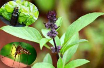how to remove house lizard and mosquito from home घर से 'छिपकली' और 'मच्छर' भगाने है तो लाकर रख दें ये पत्ती, दोबारा कभी नहीं दिखेंगे