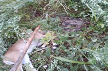 Video : Saved the rooster calf from the dragon's mouth Video : अजगर के मुंह से रोजड़े के बछड़े को बचाया