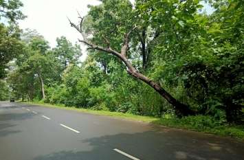 Swinging trees on the road सडक़ किनारे झूल रहे पेड़