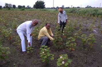 Crops planted in the fields due to overflow अतिवृष्टि से खेतों में लगी फसलें चौपट