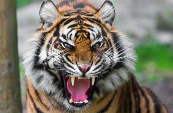 Man killed in tiger attack: tiger killed a man in Ranthambore रणथम्भौर राष्ट्रीय उद्यान: बाघ के हमले से बकरियां चरा रहे युवक की दर्दनाक मौत