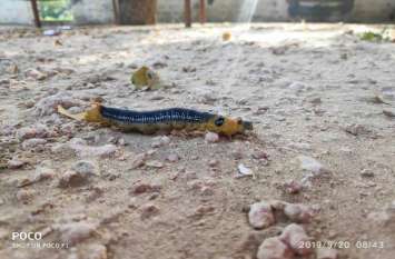 Outbreak of insects in the fields किसानों के माथे पर चिंता की लकीरें, दोहरी मार से मुरझा रहे चेहरे