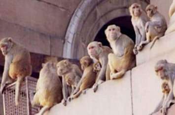 terror of monkey in ghaziabad इस जिले में 'फौज' बनाकर घूम रहे बंदर, खौफ से अपने घरों में ही कैद हुए लोग, देखें वीडियो