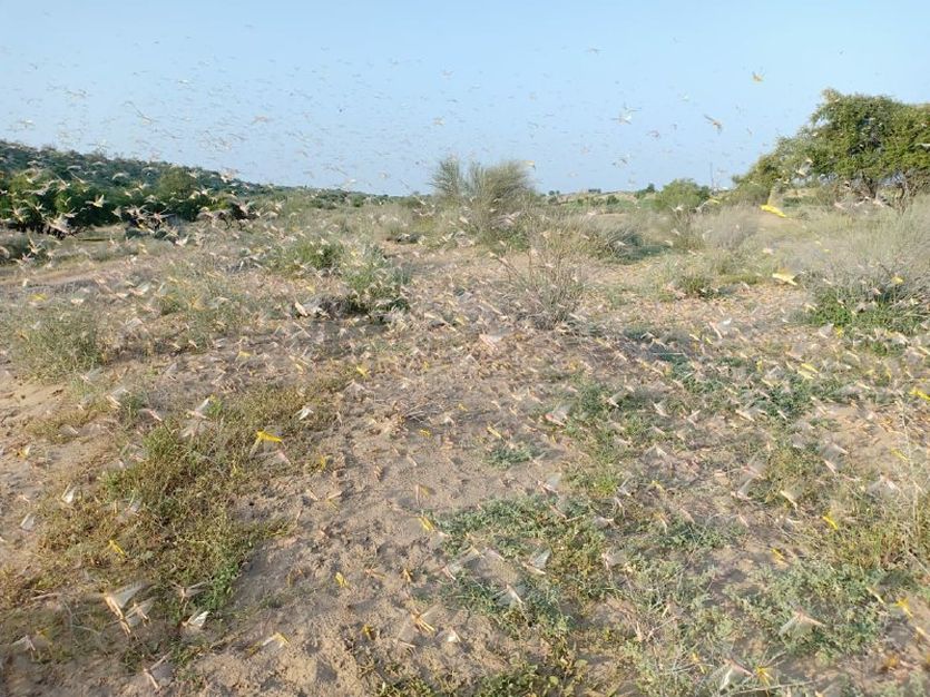 बाड़मेर के सीमावर्ती गांवों में टिड्डी का हमला, फसलें कर रही चट