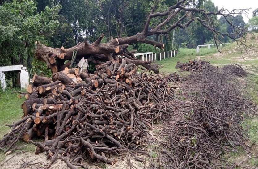 green tree cut पर्यावरण की नाश लीला: हाईवे किनारे सैकड़ों साल पुराने हजारों पेड़ काट कर रोप रहे, शो प्लांट