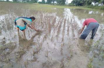 Crops wasted due to non-stop rain बारिश न रुकने से टूटने लगी किसानों की उम्मीद, बर्बाद हो गईं फसलें