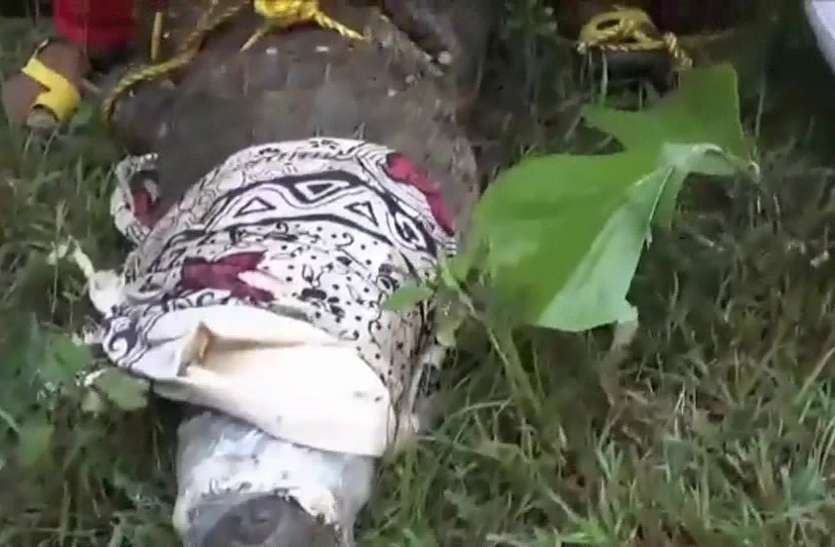 बारिश के कारण आबादी की ओर रुख कर रहे वन्यजीव बारिश के कारण आबादी की ओर रुख कर रहे वन्यजीव