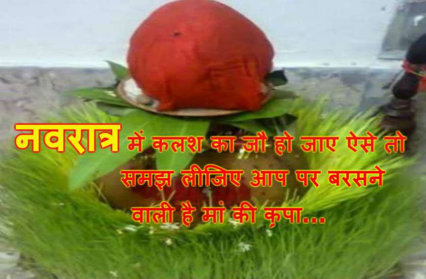barley.jpg नवरात्रि पर बोए गए जौ बदलने लगे रंग तो समझ लीजिए कि...