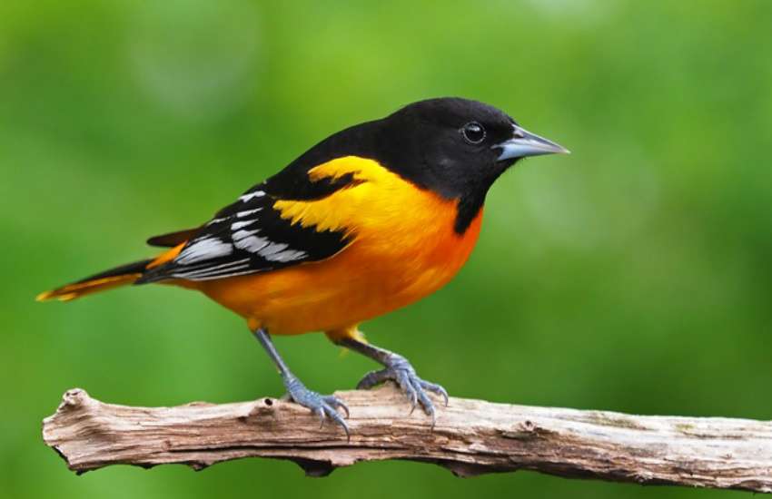 bird.jpg