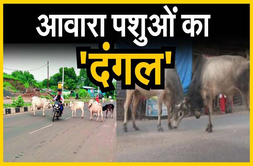 लोगों के लिए मुसीबत बने सड़कों पर घूम रहे आवारा पशु, फिर भिड़े मवेशी भांजे को बचाने में मामा भी घायल लोगों के लिए मुसीबत बने सड़कों पर घूम रहे आवारा पशु, फिर भिड़े मवेशी भांजे को बचाने में मामा भी घायल