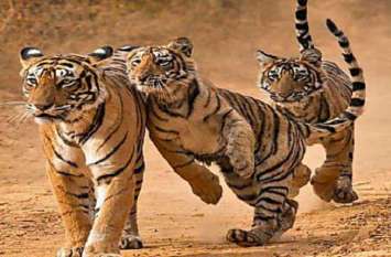 #Now#tigers#will#get#food#in#the#forest#itself# अब जंगल में ही मिलेगा बाघों को भोजन