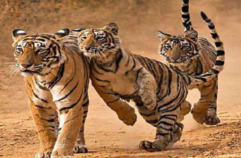 अब जंगल में ही मिलेगा बाघों को भोजन अब जंगल में ही मिलेगा बाघों को भोजन
