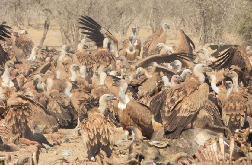 number of vultures is increasing in jaisalmer स्वच्छता का संदेश देने वाले गिद्धों की बढ़ रही है तादाद