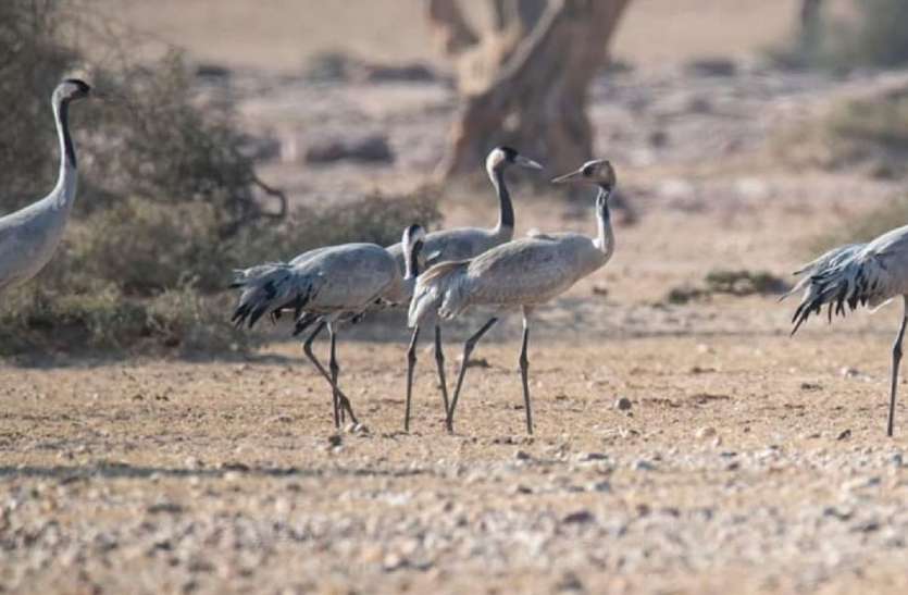 Waiting of Common crane brids Look like Kurjan in jaisalmer कुरजां की हमशक्ल का इस वर्ष पुन: इंतजार,जैसलमेर में बहुतायत रहता है प्रवास
