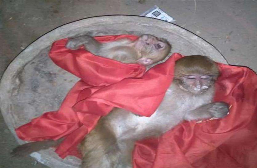 monkey.jpg एक-एक कर कई बंदरों के मुंह से निकलने लगा झाग, एक दर्जन बंदरों की मौत के बाद इलाके में हड़कंप