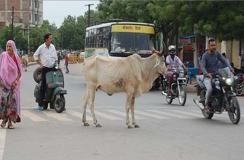 - कस्बे में ग्राम पंचायत की ओर से बेसहारा पशुओं के आतंक से आमजन को स्थाई निजात दिलाने के लिए की जा रही तैयारियां बेसहारा पशुओं पर नकेल कसेगी ग्राम पंचायत