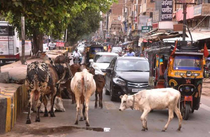 गोधे ने सींग से वृद्ध को उछाला गोधे ने सींग से वृद्ध को उछाला