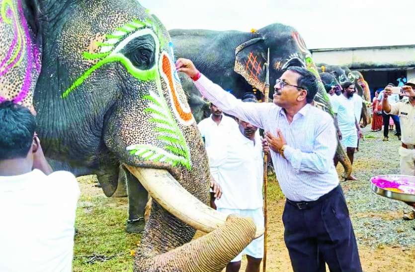 Elephants flew fruits and delicious dishes on the first day पन्ना टाइगर रिजर्व में हाथियों ने उड़ाई फलों और लजीज व्यंजनों की दावत, कैंप में हाथियों का एक हफ्ते तक रहेगा आकर्षक