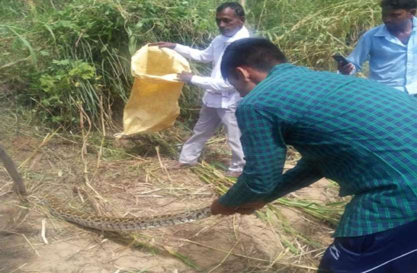 कुएं पर अजगर आने से परिवार में मचा हडक़ंप कुएं पर अजगर आने से परिवार में मचा हडक़ंप