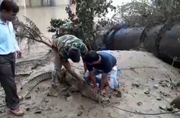 Villagers in the panic of Crocodiles in Agra मगरमच्छों को देख उड़े ग्रामीणों के होश, फिर जो हुआ वीडियो देख रह जाएंगे हैरान