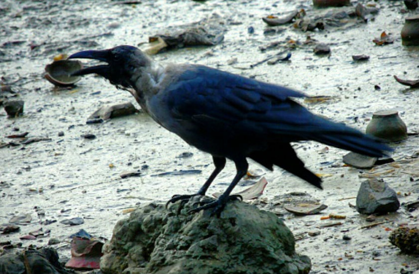 White crow showing in madhya pradesh, people shocked
