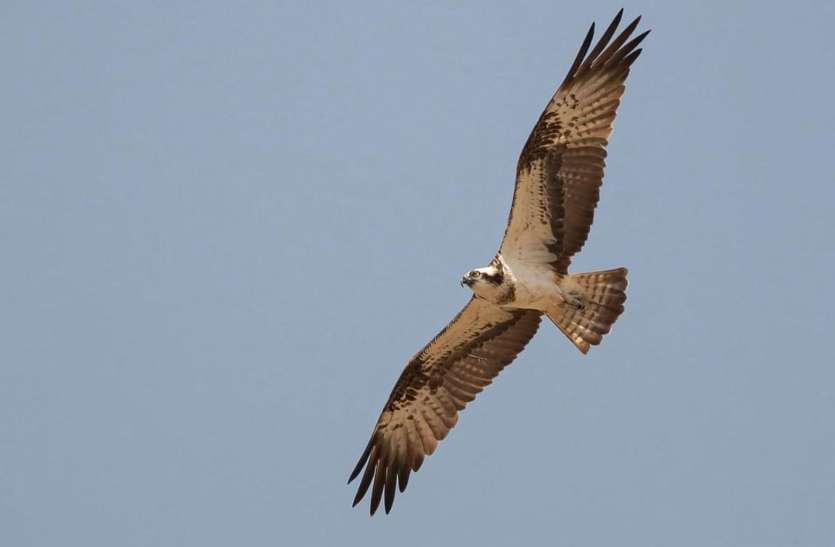 birds Environmentचल उड़ जा रे पंछी अब ये देश हुआ बेगाना