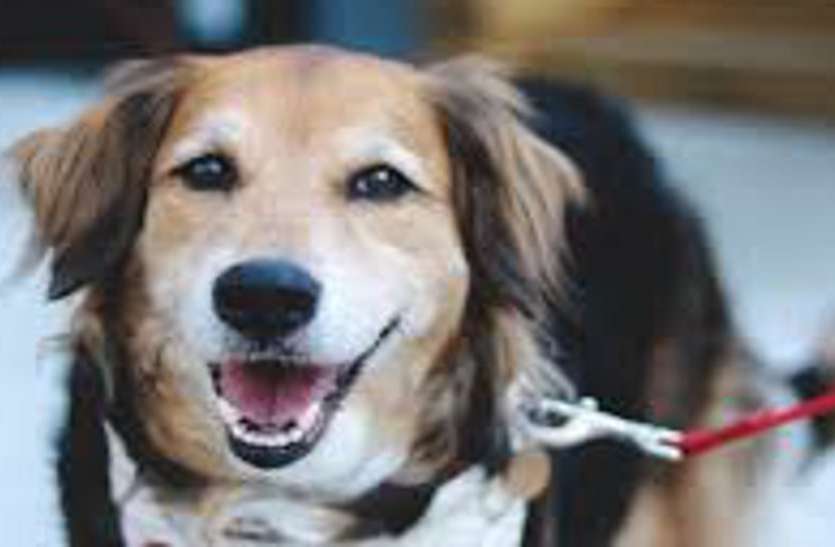 pet dog news कुत्ता रखते हैं तो खबर पढ़ लें... जयपुर में इस कारण दर्ज हो रहे हैं पुलिस केस...
