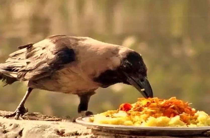 pitru.jpg पितृ पक्ष 2019 : सर्वपितृ अमावस्या पर करें दूर्बा और तिल के ये 10 उपाय, पूर्वज होंगे प्रसन्न