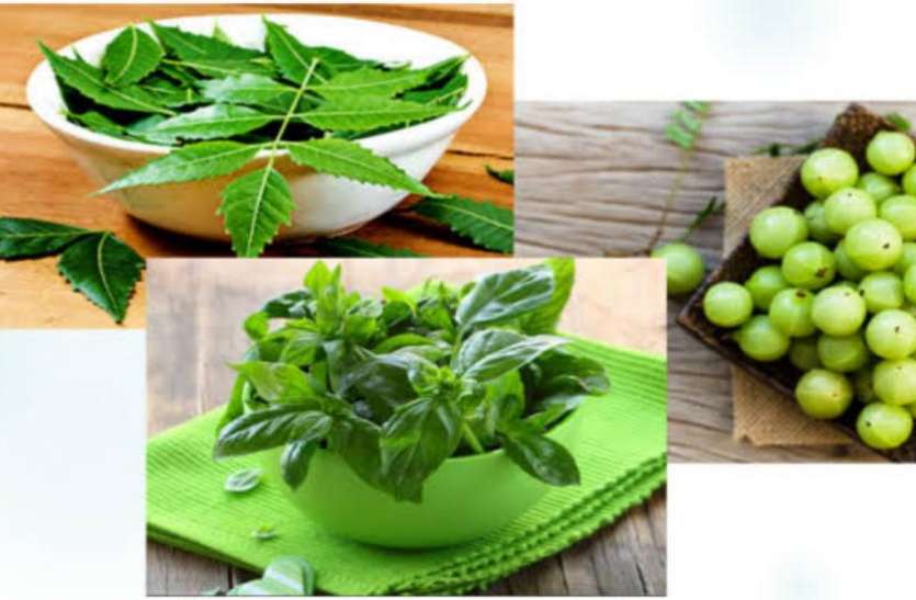 plants1.jpeg इन 5 पत्तों में छिपा है सेहत का खजाना, इन 10 बीमारियों से लड़ने में है कारगर