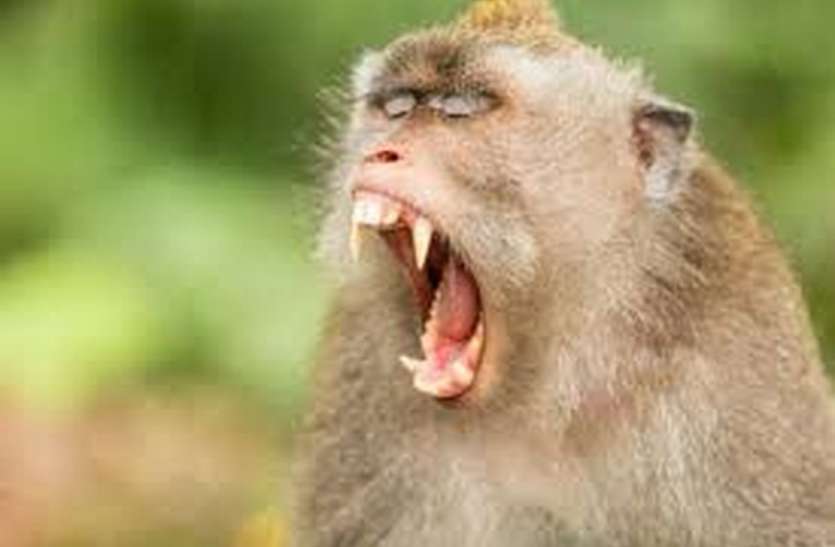 Due to monkeys in this city, people will not leave home यूपी के इस शहर में कोरोना नहीं, बंदरों से खाैफ में घरों में कैद हैं लाेग
