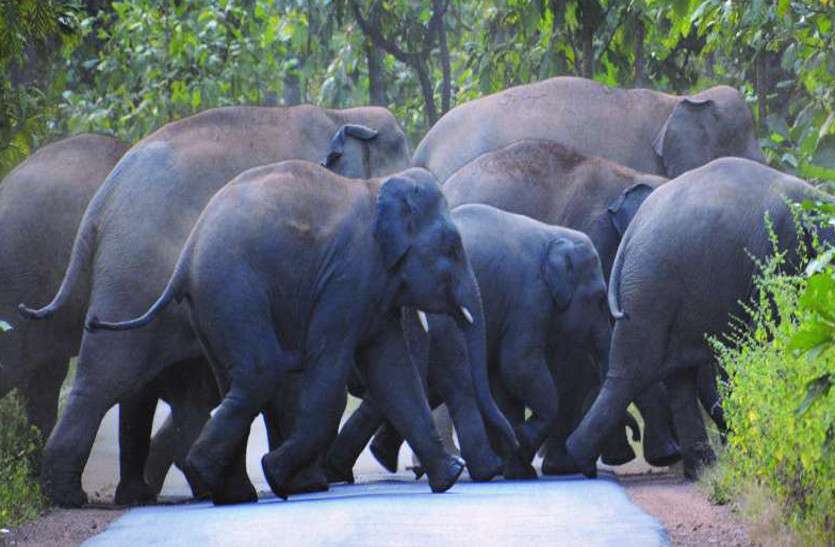 Elephant Attack धमतरी और गरियाबंद जिले में उत्पात मचाने के बाद वापस आया 23 हाथियों का दल, वन विभाग ने किया अलर्ट