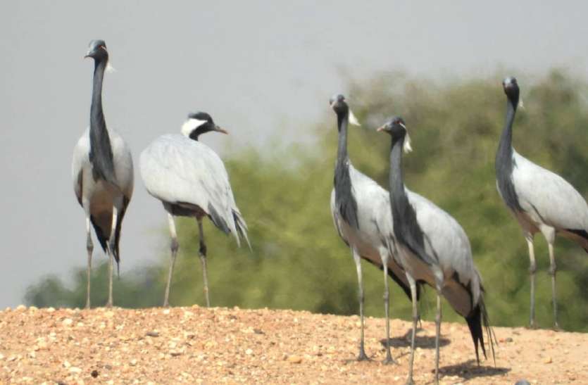 bird Murder of birds- यहां गजब खेल हो गया, बबलू और बल्लू के पेंच में पक्षियों का हत्यारा ऐश कर रहा