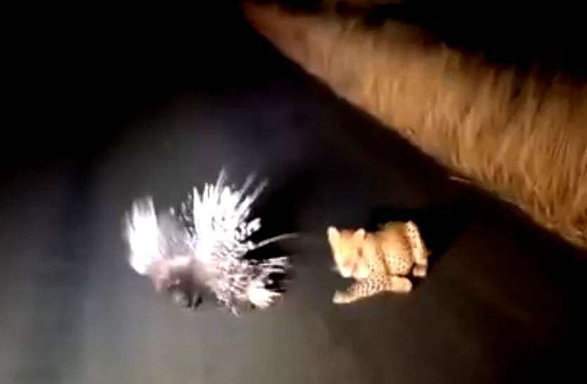 What happened if the leopard is powerful ... video: खूंखार तेंदूआ के हमले से स्वयं की रक्षा का अलहदा अंदाज