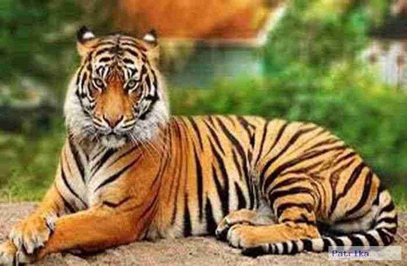 Sariska National Park मांसाहारी और शाकाहारी वन्यजीवों की गणना शुरू